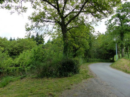 La suite vers l'allée "royale"