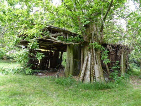 Un abri posé sur un chataîgnier